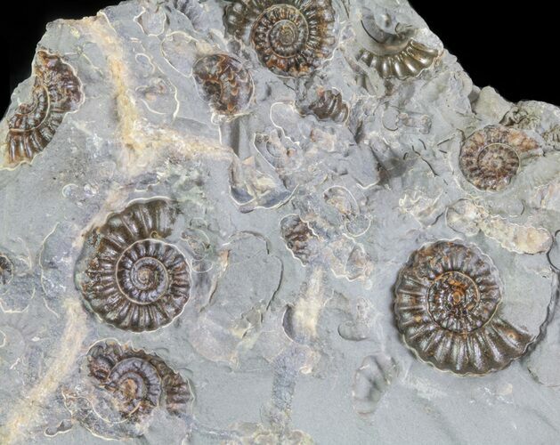 Ammonite Fossil Slab - Marston Magna Marble #63486